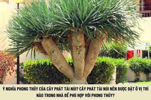 Ý nghĩa phong thủy của cây phát tài núi? Cây phát tài núi nên được đặt ở vị trí nào trong nhà để phù hợp với phong thủy?