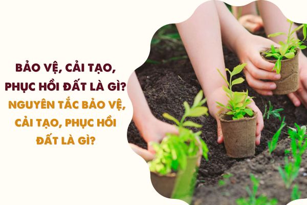 Bảo vệ, cải tạo, phục hồi đất là gì? Nguyên tắc bảo vệ, cải tạo, phục hồi đất là gì?