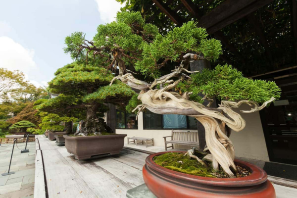 Ý nghĩa phong thủy của cây Bonsai? Cách chọn cây Bonsai theo mệnh gia chủ?