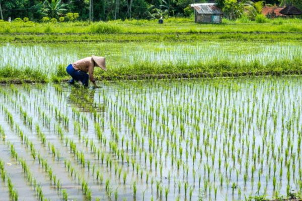 Công trình phục vụ trực tiếp sản xuất nông nghiệp trên đất trồng lúa có được xây tầng hầm không?