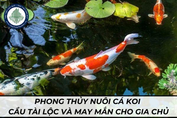 Cách đặt bể cá Koi đúng phong thủy cầu tài lộc và may mắn cho gia chủ