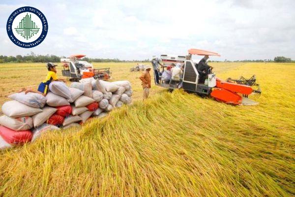 Ngân sách nhà nước hỗ trợ sản xuất lúa như thế nào? Diện tích đất trồng lúa được hỗ trợ được xác định theo số liệu gì?