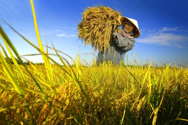 Ngày 14 tháng 10 là ngày gì? Ngày thành lập Hội Nông dân Việt Nam có ý nghĩa như thế nào? 