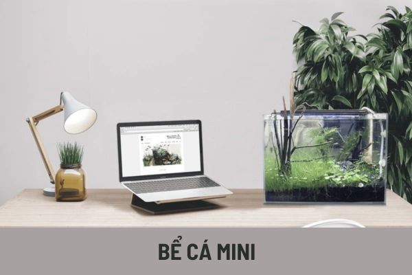 Cách đặt bể cá mini trên bàn làm việc tại nhà để hút tài lộc