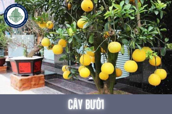 Cây bưởi