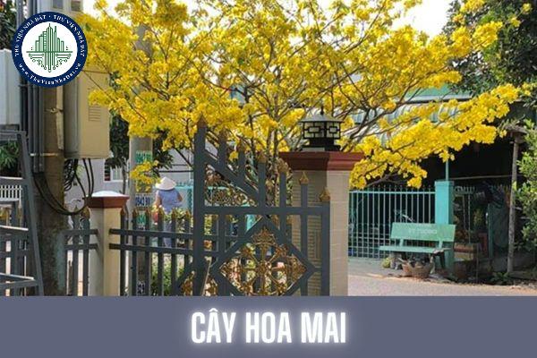 cây hoa mai