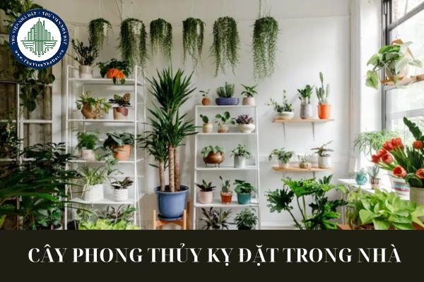 Những loại cây phong thủy kỵ đặt trong nhà vì dễ mang đến xui rủi