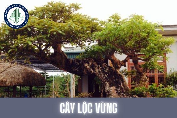 Cây lộc vừng