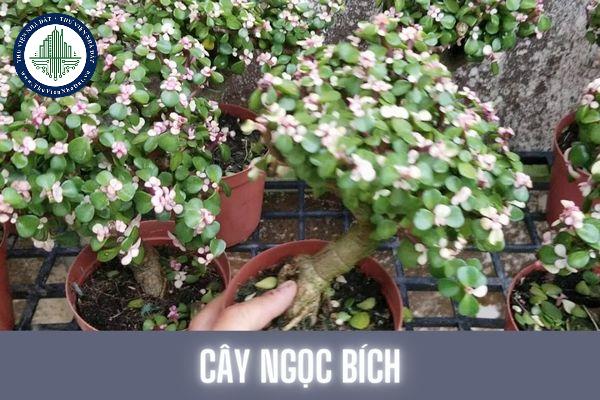 Cây ngọc bích