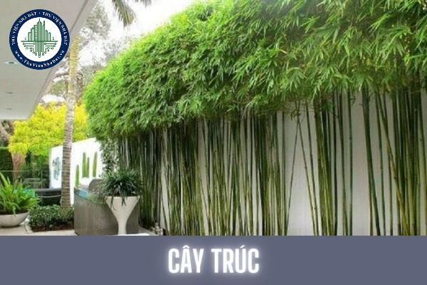 Cây trúc