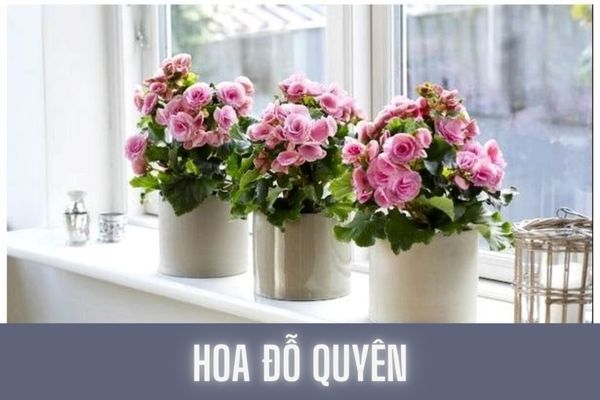 Hoa đỗ quyên có độc không? Nên đặt hoa đỗ quyên ở vị trí nào trong nhà mang lại vận khí tốt?