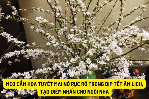 Mẹo cắm hoa tuyết mai nở rực rỡ trong dịp Tết âm lịch, tạo điểm nhấn cho ngôi nhà