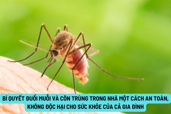 Bí quyết đuổi muỗi và côn trùng trong nhà một cách an toàn, không độc hại cho sức khỏe của cả gia đình