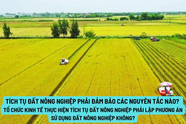 Tích tụ đất nông nghiệp phải đảm bảo các nguyên tắc nào? Tổ chức kinh tế thực hiện tích tụ đất nông nghiệp phải lập phương án sử dụng đất nông nghiệp không?