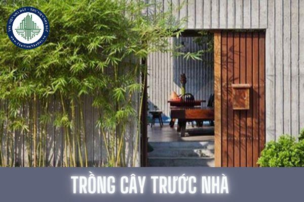 Phong thủy trồng cây trước nhà để thu hút tài lộc