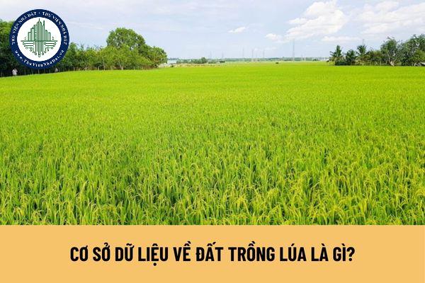 Cơ sở dữ liệu về đất trồng lúa là gì? Nguyên tắc, yêu cầu xây dựng cơ sở dữ liệu đất trồng lúa như thế nào?