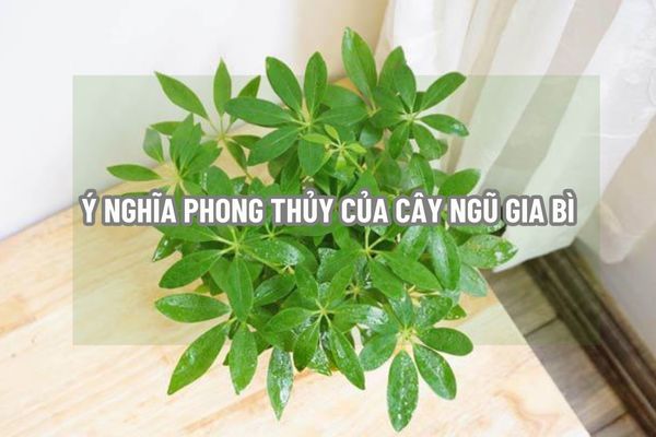 Cây ngũ gia bì hợp mệnh gì? Theo phong thủy nhà ở cây ngũ gia bì có ý nghĩa gì? 