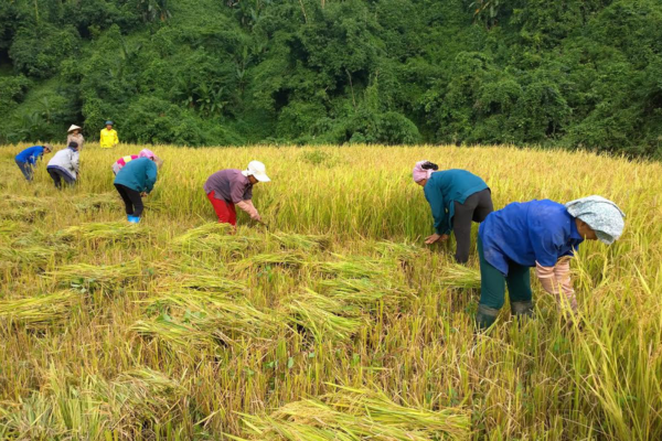 Mức hỗ trợ phí bảo hiểm nông nghiệp cho cá nhân sản xuất nông nghiệp thuộc diện hộ nghèo, cận nghèo là bao nhiêu?