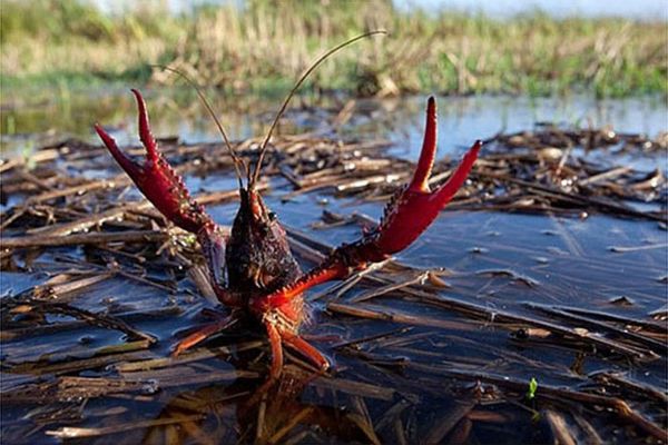 Nội dung đánh giá nguy cơ xâm hại của loài ngoại lai được quy định như thế nào?