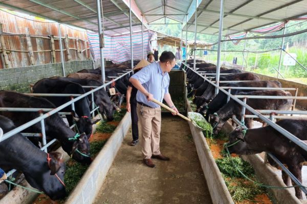 Không bảo đảm khoảng cách an toàn trong chăn nuôi trang trại quy mô nhỏ được quy định như thế nào?