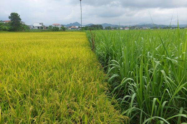 Cá nhân nhận chuyển nhượng, nhận tặng cho quyền sử dụng đất trồng lúa thành lập tổ chức kinh tế khi nào?