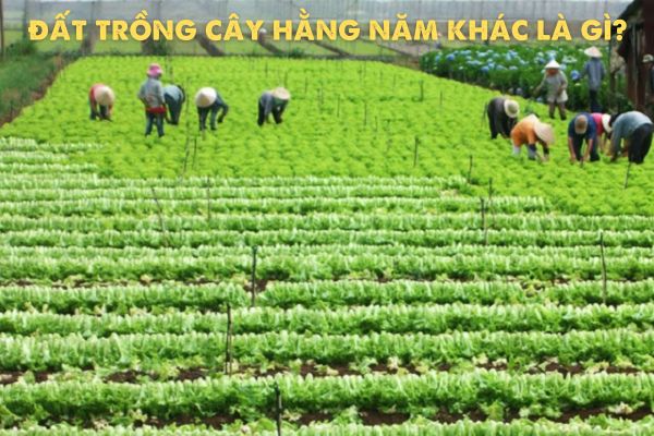 Đất trồng cây hằng năm khác là gì theo quy định pháp luật về đất đai?