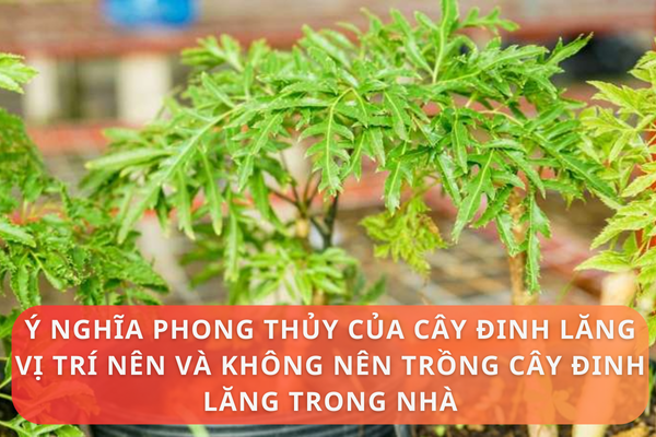 Ý nghĩa phong thủy của cây đinh lăng? Vị trí nên và không nên trồng cây đinh lăng trong nhà?