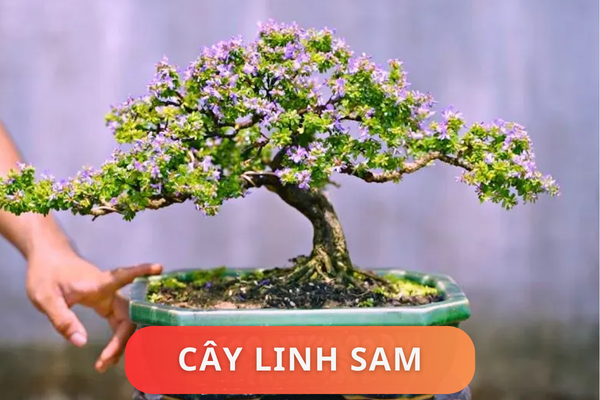 Ý nghĩa phong thủy của cây linh sam. Cách đặt cây linh sam trong nhà hợp phong thủy