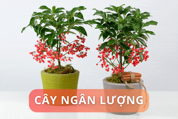 Đặc điểm của cây ngân lượng? Cách đặt cây ngân lượng trong nhà ở đúng phong thủy? 