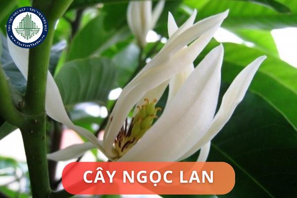 Ý nghĩa phong thủy của cây ngọc lan là gì? Vị trí trồng cây ngọc lan hợp phong thủy nhà ở