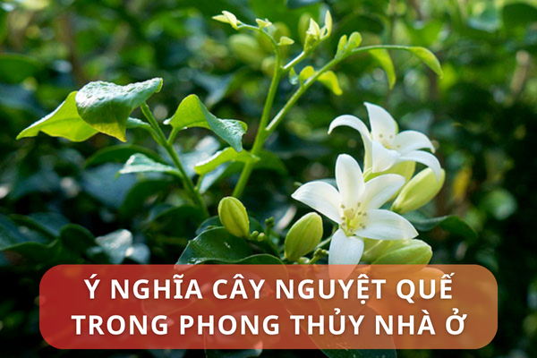 Ý nghĩa cây nguyệt quế trong phong thủy nhà ở? Những vị trí đặt cây nguyệt quế trong nhà hợp phong thủy?