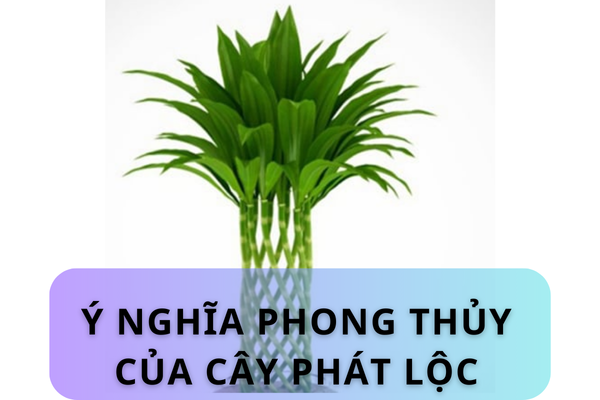 Cây phát lộc