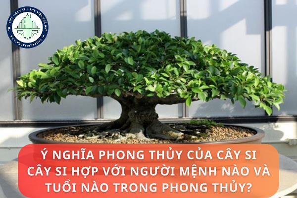 Ý nghĩa phong thủy của cây si. Cây si hợp với người mệnh nào và tuổi nào trong phong thủy?