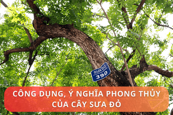 Công dụng và ý nghĩa phong thủy của cây sưa đỏ