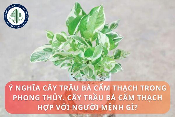 Ý nghĩa cây trầu bà cẩm thạch trong phong thủy. Cây trầu bà cẩm thạch hợp với người mệnh gì?