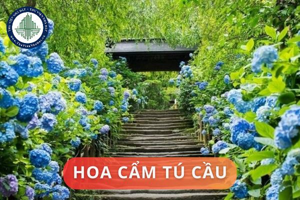 Ý nghĩa phong thủy của hoa cẩm tú cầu. Ý nghĩa từng màu sắc của hoa cẩm tú cầu