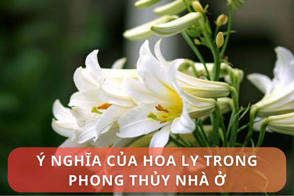 Ý nghĩa của hoa ly trong phong thủy nhà ở