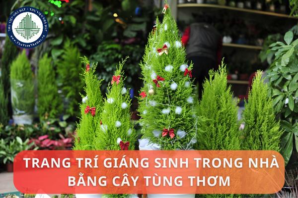 Xu hướng trang trí giáng sinh trong nhà bằng cây tùng thơm