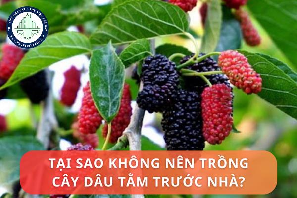 Tại sao không nên trồng cây dâu tằm trước nhà?