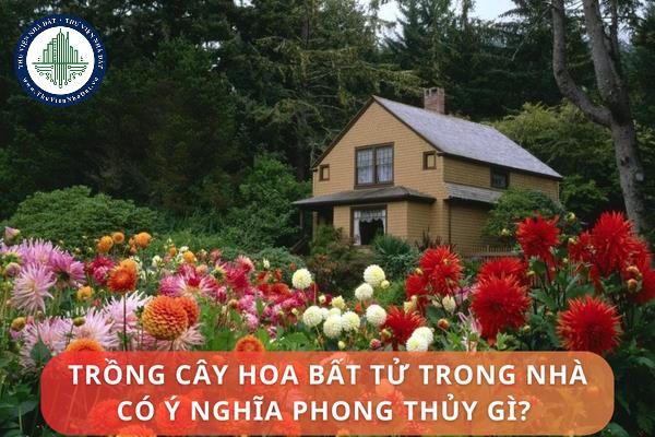 Ý nghĩa phong thủy của trồng hoa bất tử trong nhà? Vị trí đặt hoa bất tử hợp phong thủy trong nhà